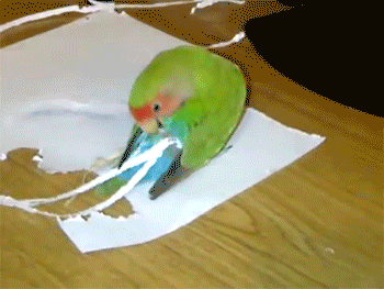 鹦鹉 绿色 可爱 纸