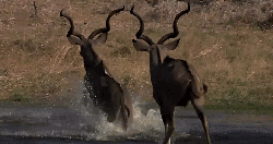 动物 掠食动物战场 渡河 纪录片 羚羊 角 跳