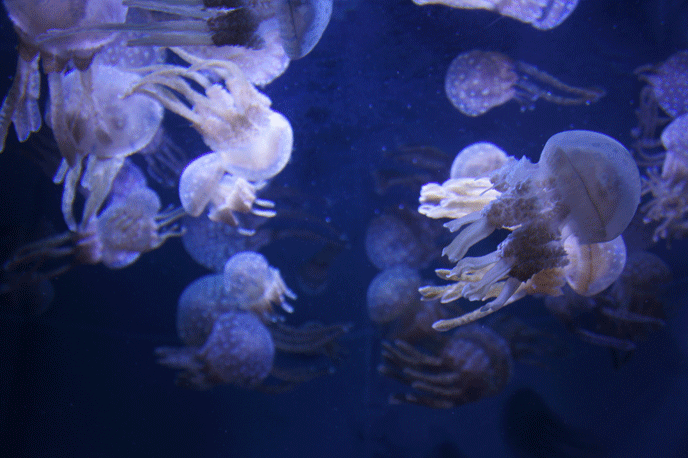 美图 海底 水母 软体动物 潜水 大海