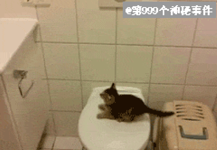 小猫 马桶 卫生间 跳跃