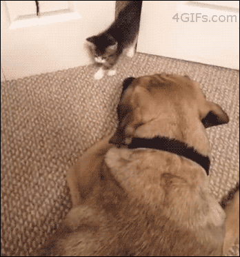 巴哥犬 猫咪 对峙 可爱
