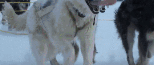 BBC:鲨鱼 南极 可爱 科普 萌 雪橇犬
