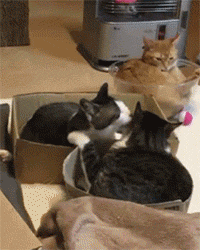 猫咪 可爱 搞笑 喵星人 萌宠