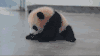 萌宠 可爱 搞笑