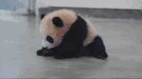 萌宠 可爱 搞笑