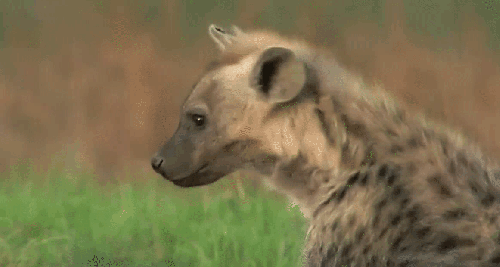 动物 可爱 扭头 掠食动物战场 纪录片 非洲豺犬