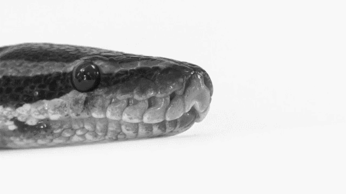 蟒蛇 跟舌头 黑色 害怕