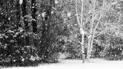 下雪 冬季 白雪皑皑 树木