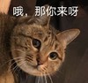 萌宠 猫星人 哦 那你来啊 搞怪 逗
