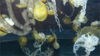 水母 漂浮 自然 海底