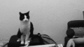 黑白 猫咪 握手 听话