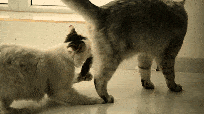 猫咪 打架 淘气 可爱 滚