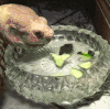 萌宠 玻璃 水 张大嘴