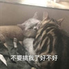 萌宠 猫星人 不要搞我了 好不好 呆萌 可爱