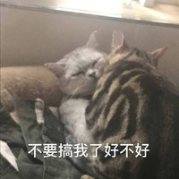 萌宠 猫星人 不要搞我了 好不好 呆萌 可爱