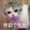 萌宠 喵星人 垮起个脸 生气 搞怪 逗