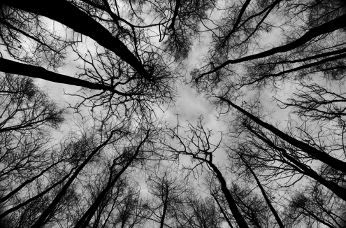 森林  昏暗  光秃秃  天空