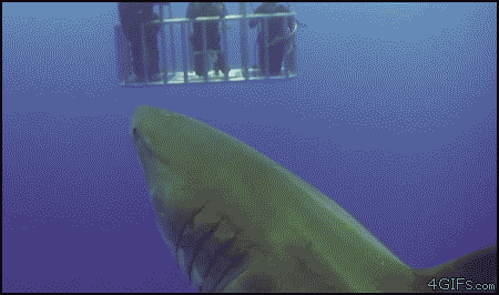 鲨鱼  互动 海底  鱼