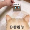 萌宠 汪星人 你看看你 只会哭 呆萌 可爱