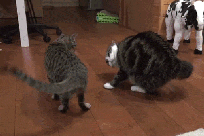 小猫 肥胖 摇尾巴 玩耍