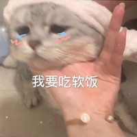 萌宠 猫星人 我要吃软饭 可怜 呆萌 可爱