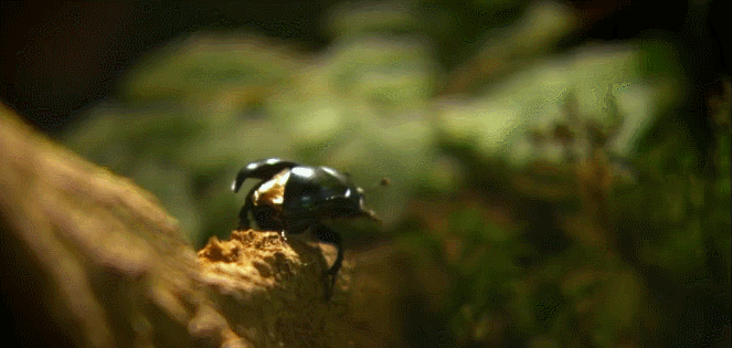 展翅 昆虫 甲虫 神话的森林 纪录片 起飞