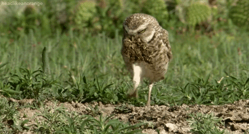 猫头鹰gif动态图片,跳跃食物走路谨慎owl动图表情包