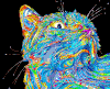 猫咪 胡须 彩色 眼睛