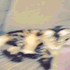 猫 萌