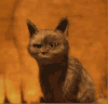 猫咪 大眼睛 捂嘴 萌宠
