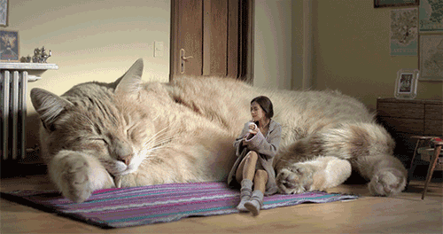 巨型猫咪 依偎 可爱 欢乐