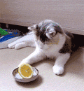 喵星人 柠檬 打 好奇 猎奇 这是啥 萌宠