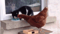 鸡 猫 打架