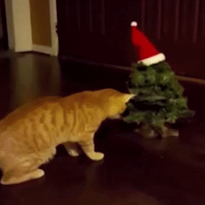 猫 圣诞树 恶搞 吓跑