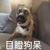 萌宠 汪星人 目瞪狗呆 惊讶 呆萌 搞怪 逗