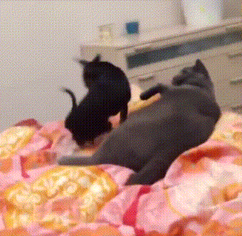 猫咪 狗狗 睡觉 玩耍 可爱 搞笑