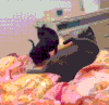 猫咪 狗狗 睡觉 玩耍 可爱 搞笑