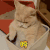 猫咪  扭头  哼不喜欢你了   可爱  生气