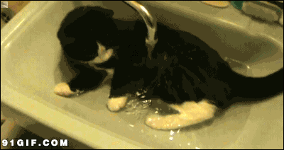黑猫 大眼萌 洗手池 洗澡 玩水