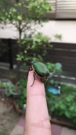 搞笑 手指 昆虫 蟑螂 可爱