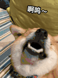 汪星人 萌宠 狗狗 柴犬 文字表情包