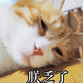 朕乏了 乏了 猫