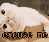 excuseme 拒绝 猫咪