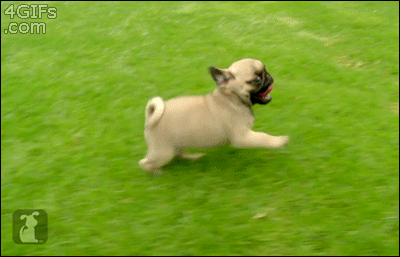 哈巴狗 pug 可爱 奔跑 舌头