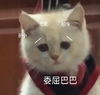 萌宠 猫星人 委屈巴巴 可怜无助 搞怪 逗