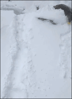 水獭 滑雪 otter