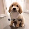 萌宠 汪星人 是开饭了吗 我都饿了 呆萌 可爱
