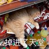 萌宠 猫星人 掉进了天堂 开心 呆萌 可爱