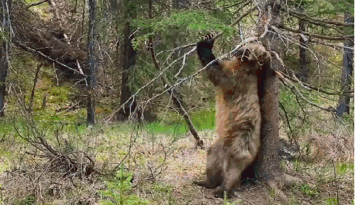 地球脉动 挠痒 搞笑 棕熊 纪录片