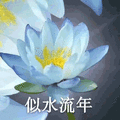 莲花 沙雕莲花 似水流年